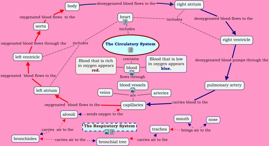 The Circulatory System